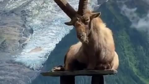 Markhor.