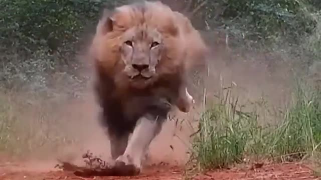 Angry lions #shorts #lion #shortvideo #viralvideo #trending