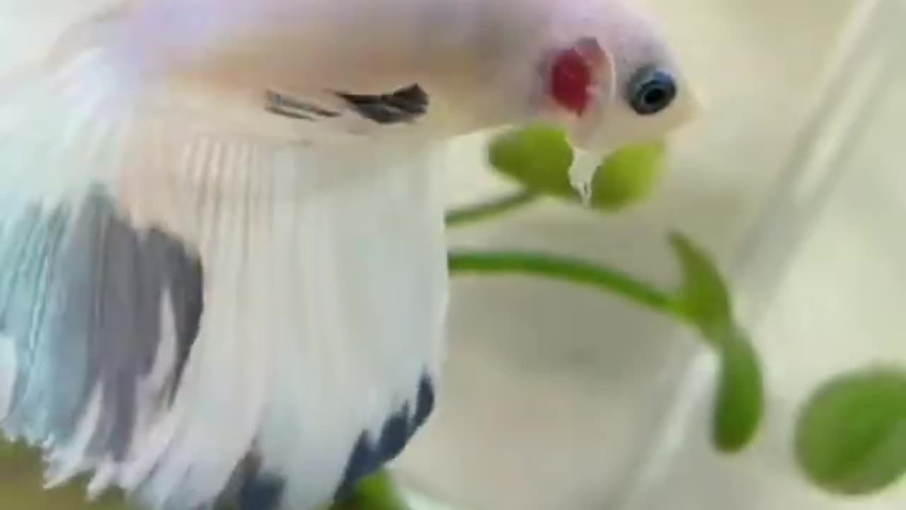 beautiful_white_betta_fish