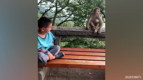 Funny Monkeys ...