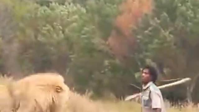 Lion scared by man.