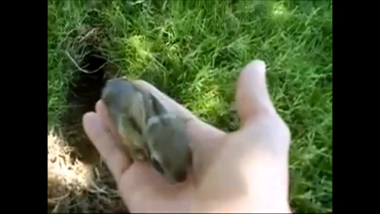 Compilation baby bunny rabbits