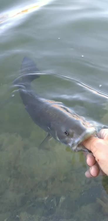 Release Of A Beautiful Little Chunky Small Mouth Bass