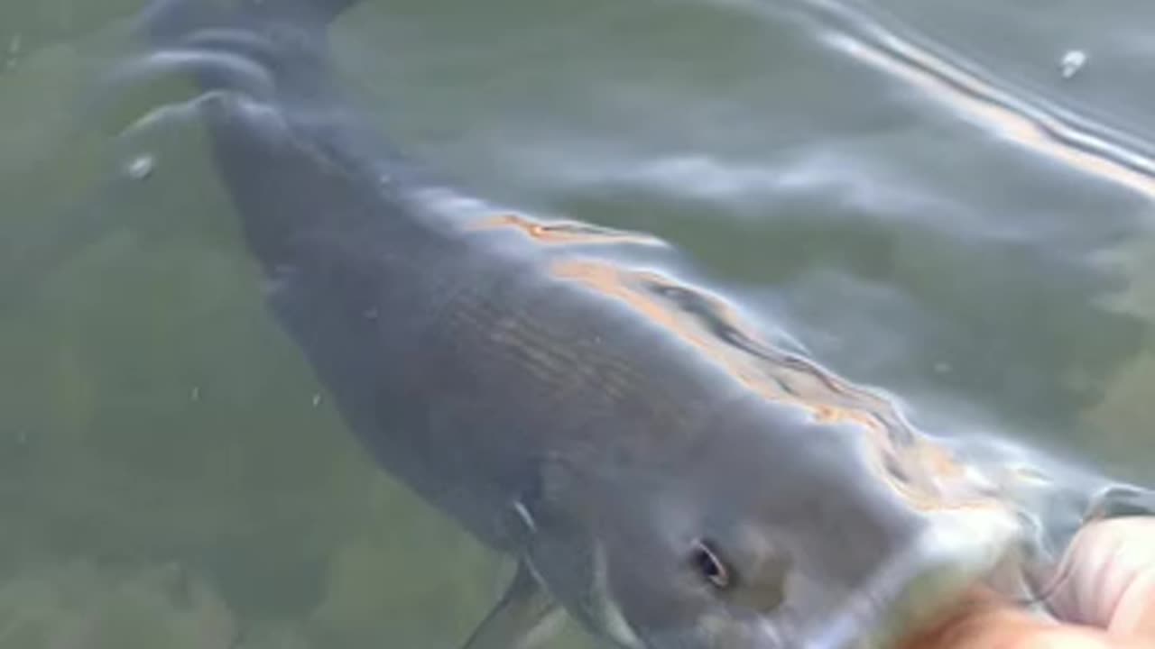 Release Of A Beautiful Little Chunky Small Mouth Bass