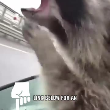 These Are Some Raccoons Behaviors!