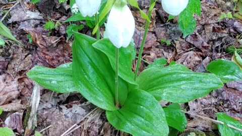 Slipper Orchids