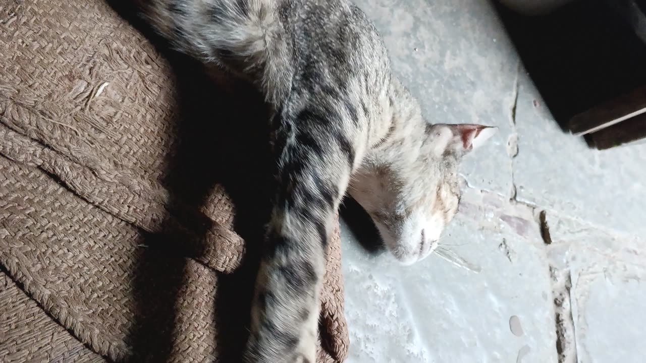 Sleepy lazy cat