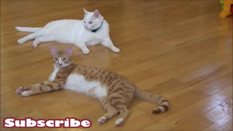 Two Cats and 500 Balls in a Ball Pit !!
