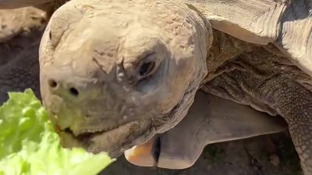 So sweet and gentle 🐢♥️