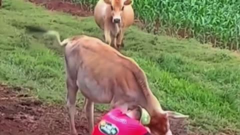 farmer