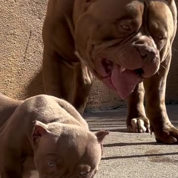 The dad bear and you son little bear American bully