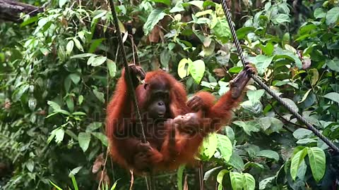 A female orangutan