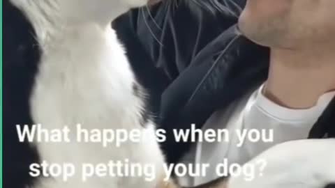 What Happens When you stop petting your Dog?