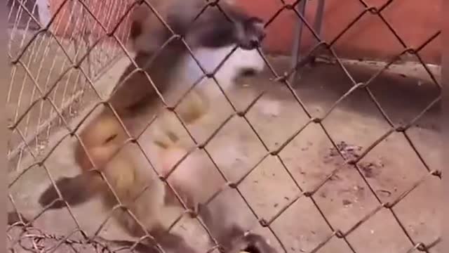 Monkey Angry On Banana 🍌🍌🤣