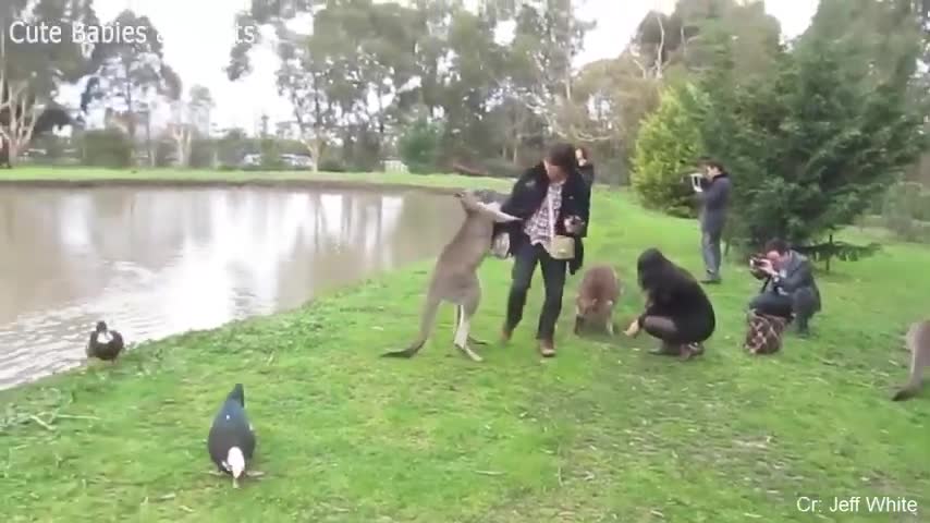 Funny Different Animals Chasing and Scaring People 2019