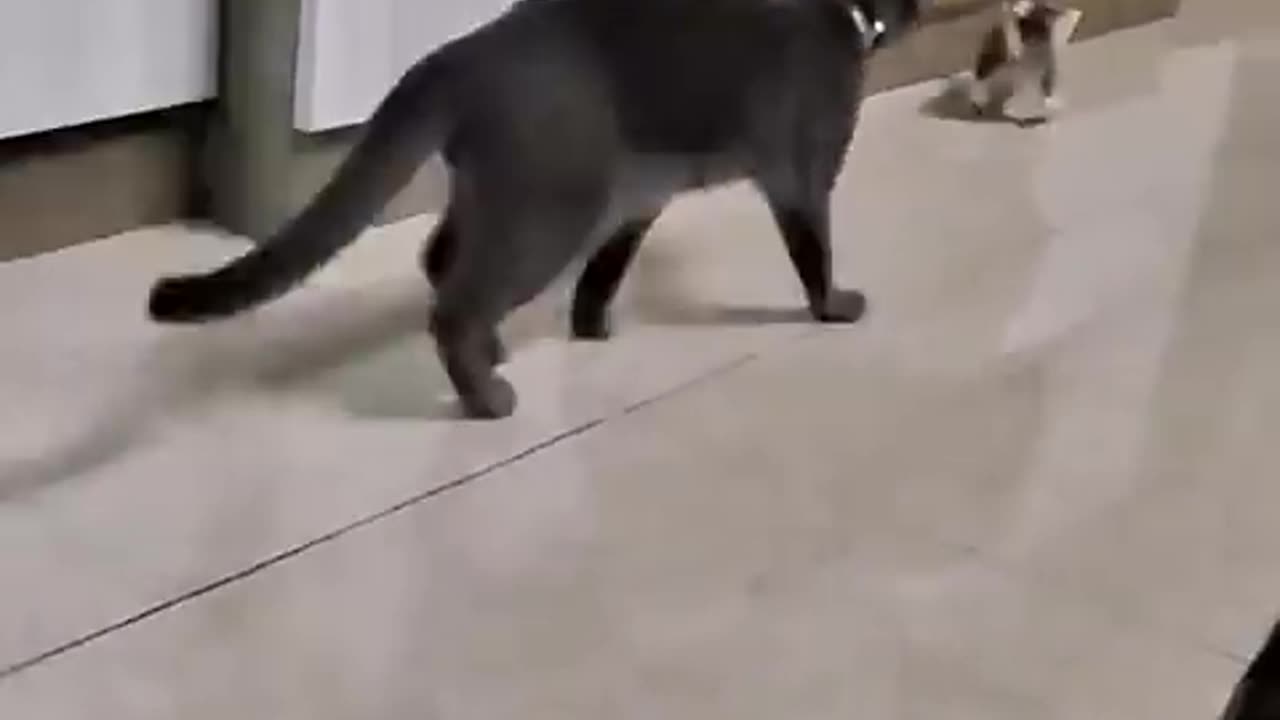 Tom and Jerry😂😼🐭
