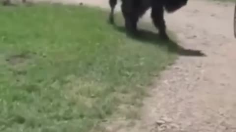 Unfriendly Bison