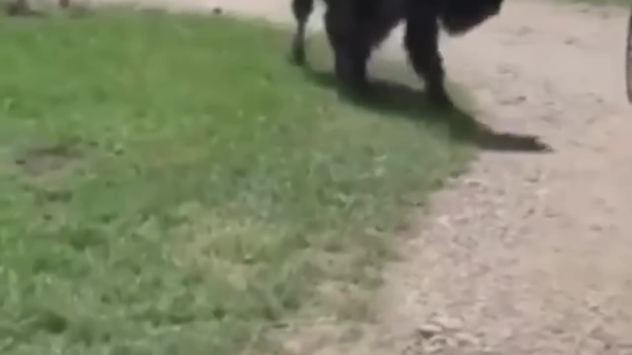 Unfriendly Bison