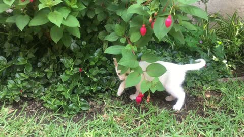 Watch the coolest cat making petting movements