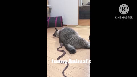 Cat vs snake