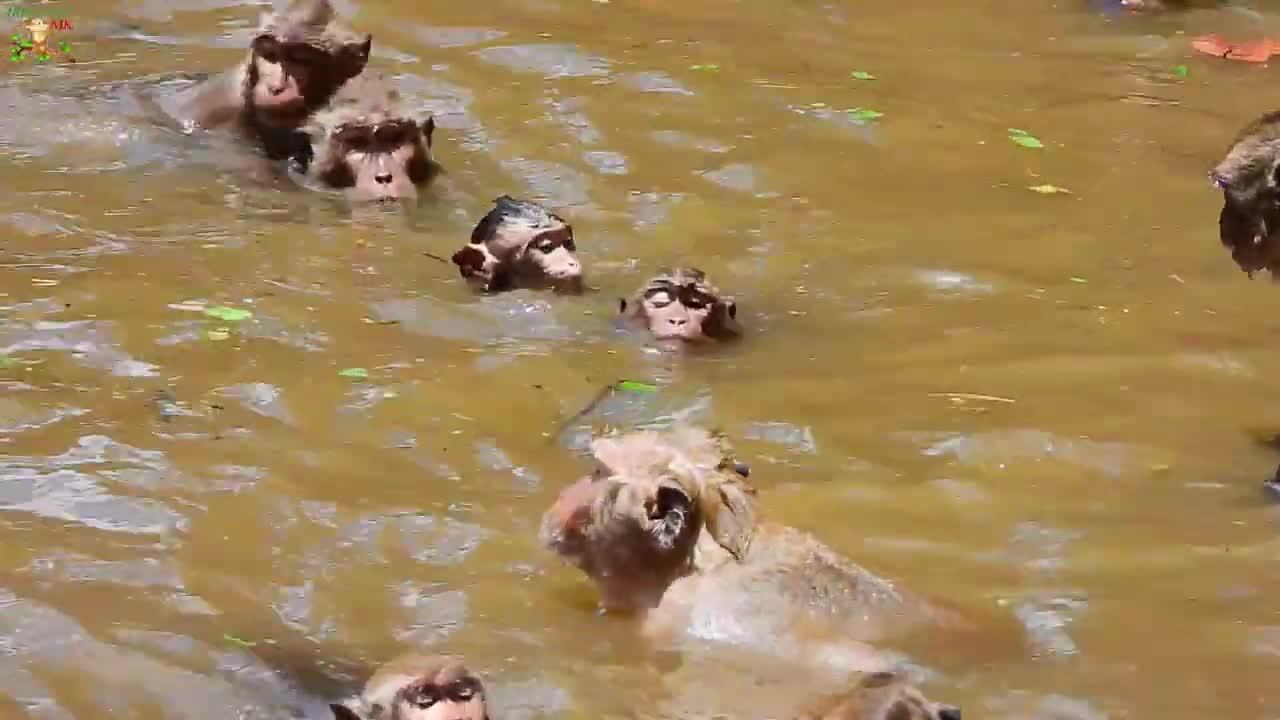 CALLING HELP URGENT?, POOR BABY MONKEY VERY SMALL NEARLY DROWN IN WATER?