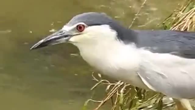 Dunia hewan burung pemakan ikan