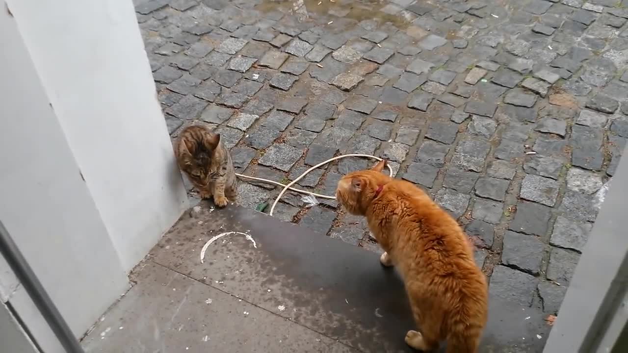 Ev Kedisi ile sokak kedisinin kavgası ( Kedi Kavgası )
