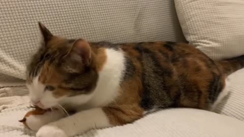 Is it a Chinese breed of cat or a domestic one?