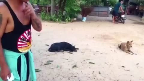 Dog scared to see artificial loin