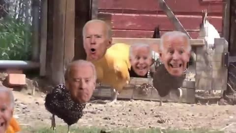 Biden Chicken Run