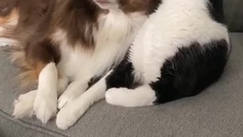 Just a cat kissing his doggy best friend