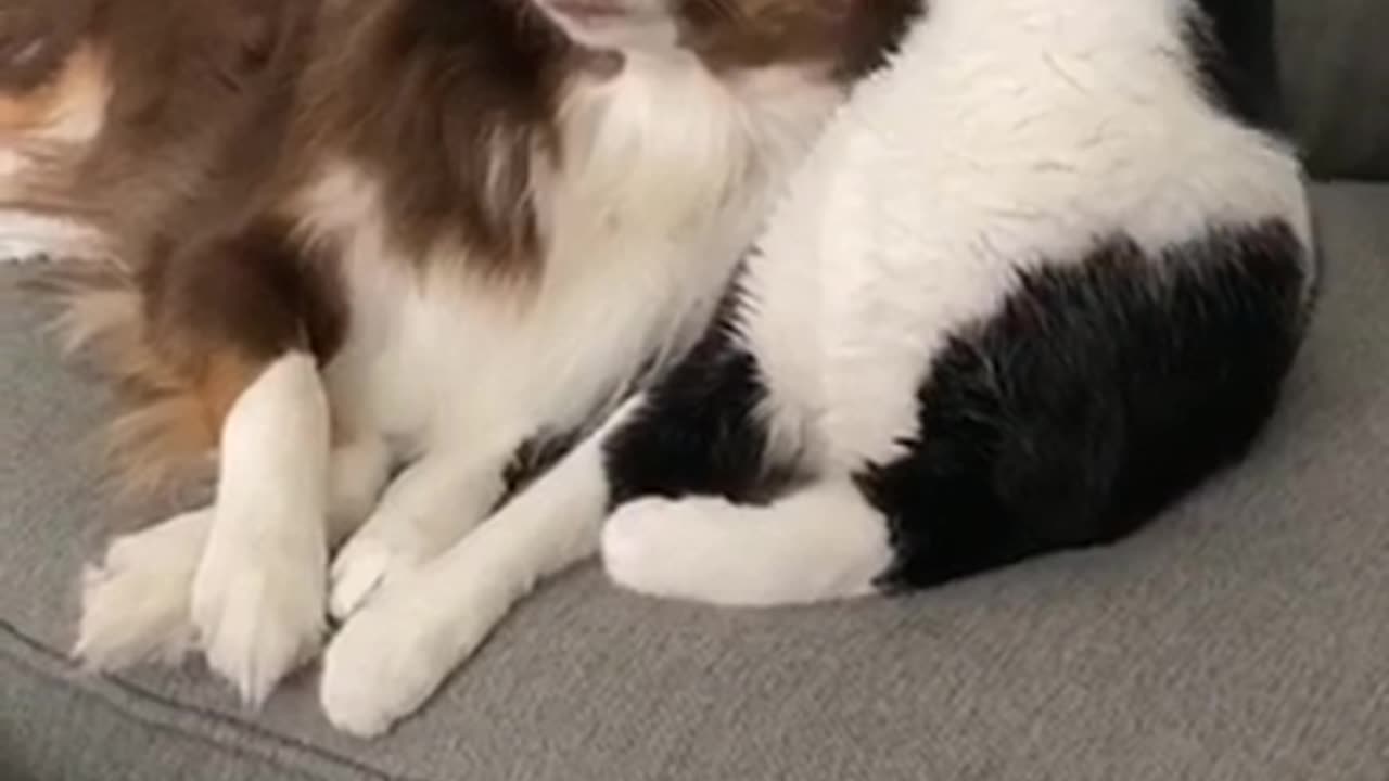 Just a cat kissing his doggy best friend