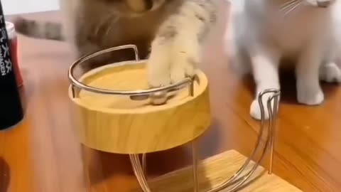 funny and cute cats #shortvideo & funny trips