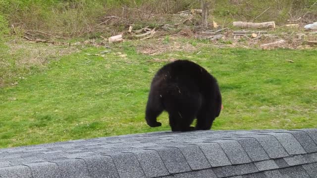 Bear Applies as Window Washer