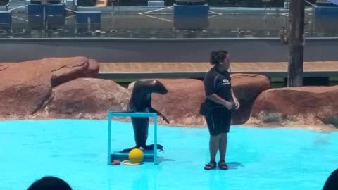 Seals Performing Tricks