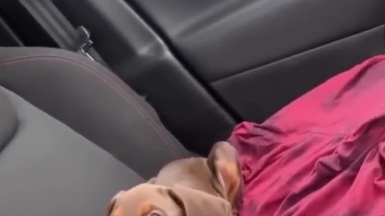 "Laugh Out Loud: Hilarious Animal Videos That Will Brighten Your Day!"