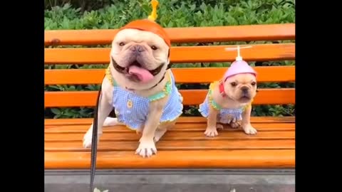 Funny dogs but cute