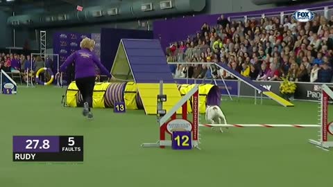 VIRAL ...!! Watch Rudy the Bulldog rip through the 2019 WKC Masters Agility course | FOX SPORTS