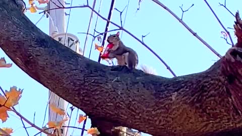 Local Squirrel Enjoying Some Halloween Candy