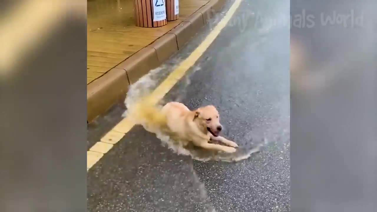 Funny Animal Videos 2023 🥰 - Funniest Dogs and Cats Videos 😁 #3