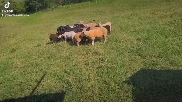 Training border collies on sheeps