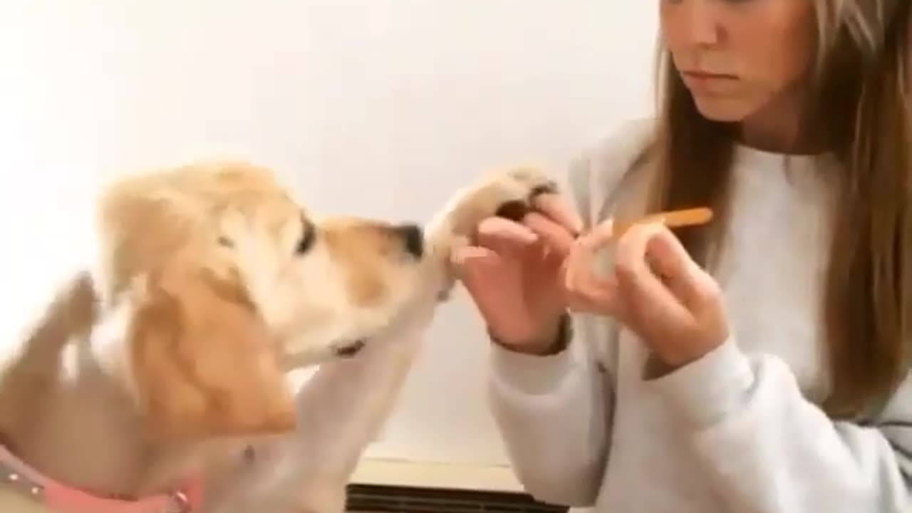 funny animal
