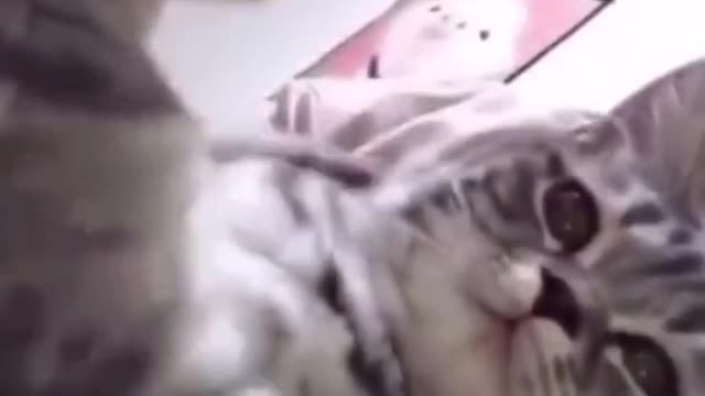 love cats