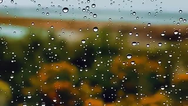 The search for fall 💛