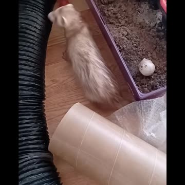 Ferret go in ...ferret come out!