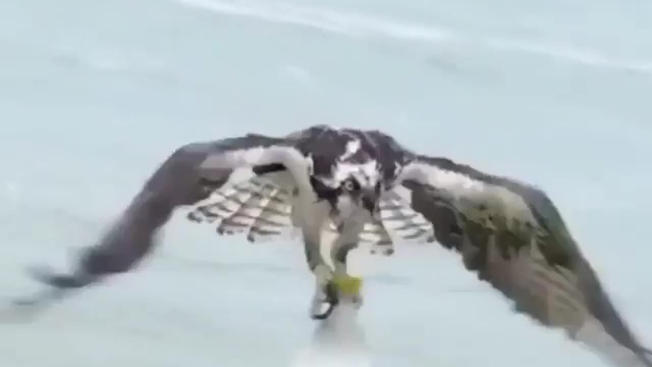 Graceful Majesty: The Magnificent Eagle in Flight"