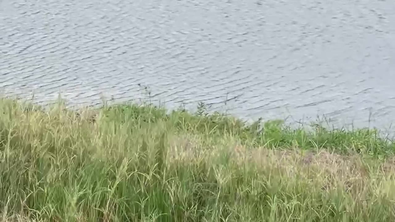 Swamp Puppy Steals Dogs Ball