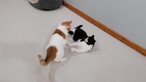 Cat Shows Other Cat Who's Boss