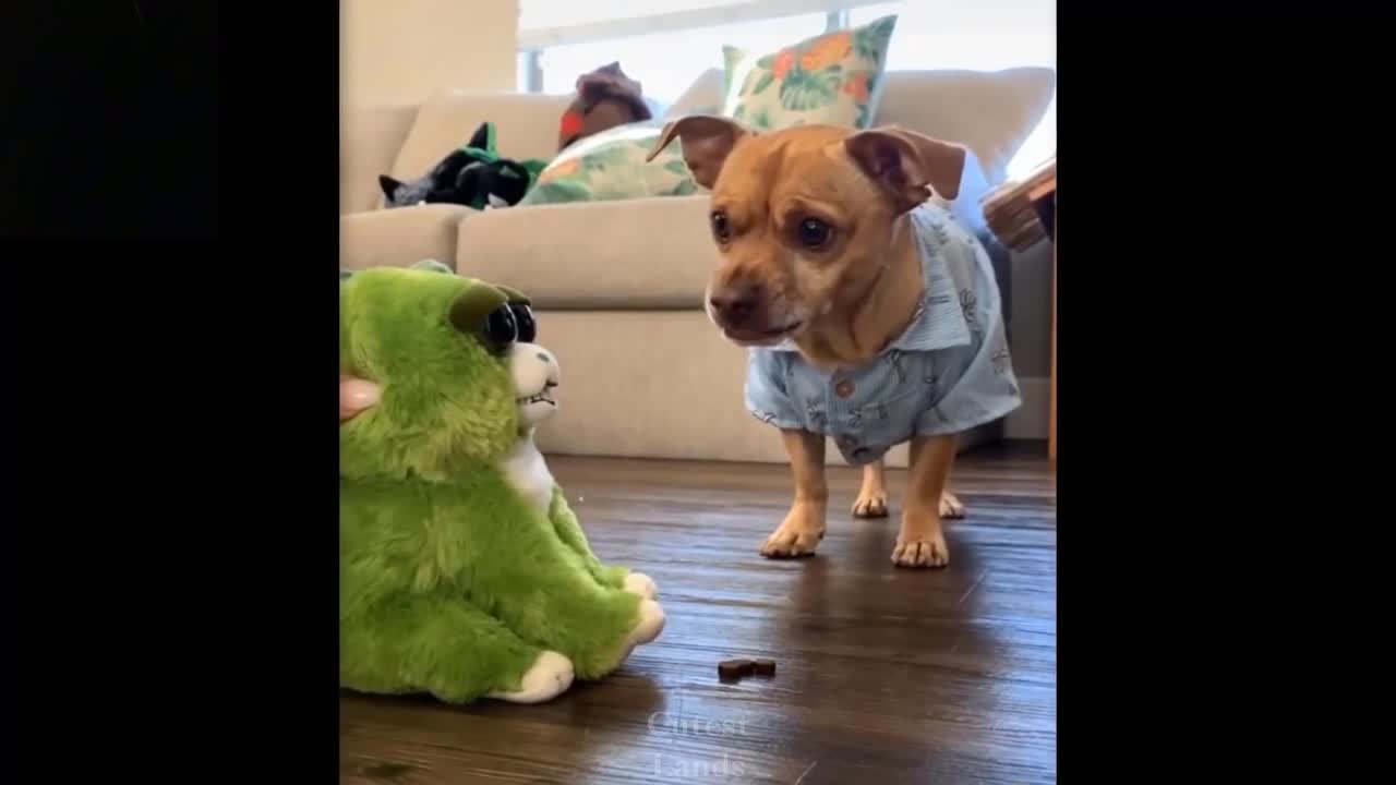 Funny pet videos... complication