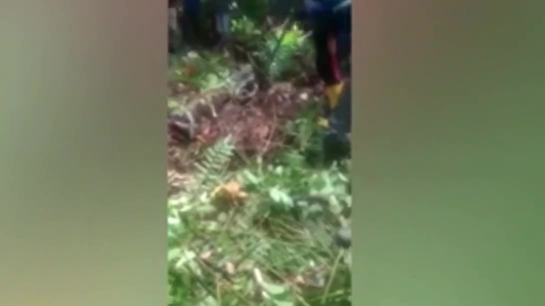 Pitón gigante se 'tragó' una abuelita reportada como desaparecida